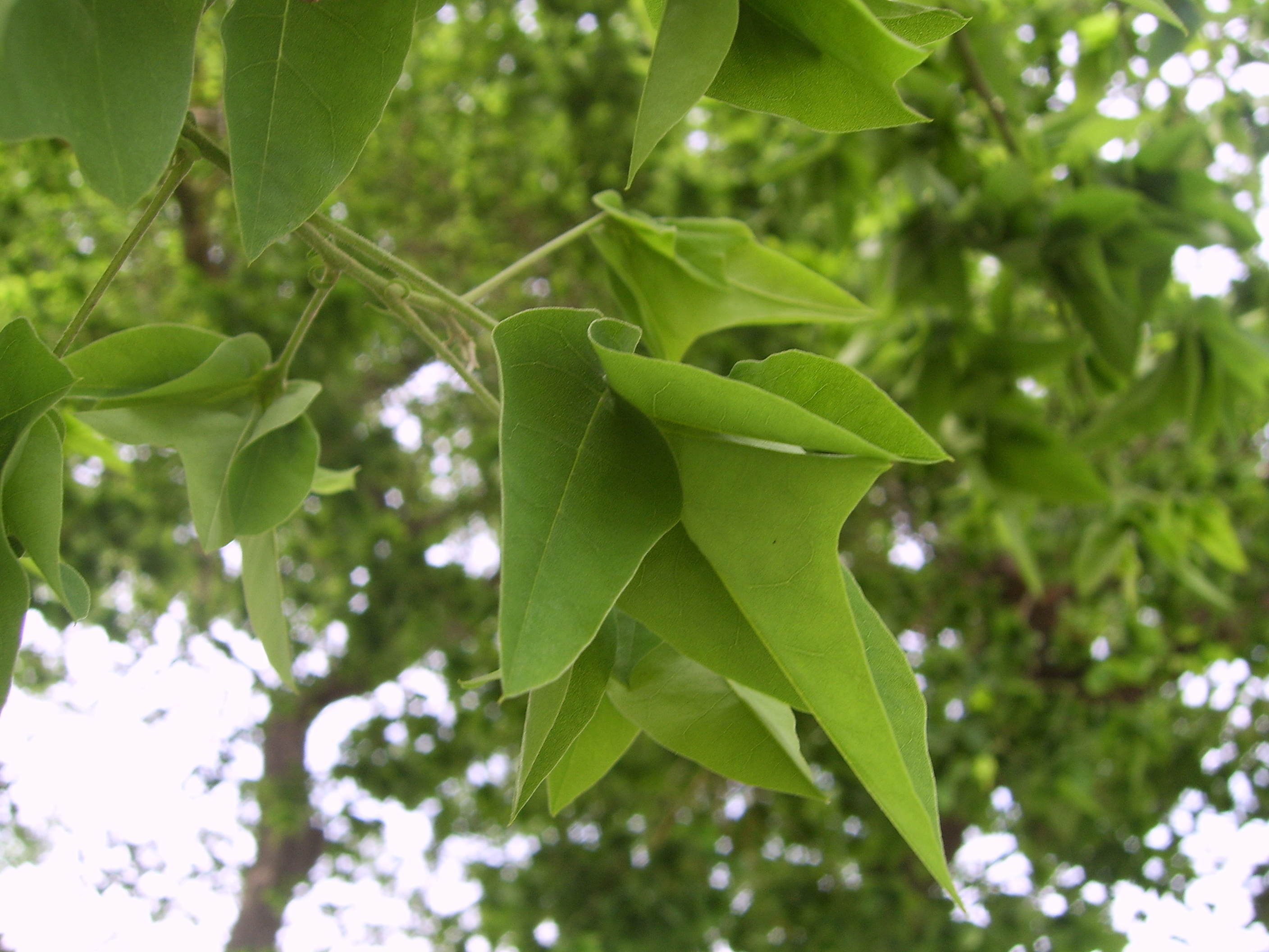 sophora japonica upute za uporabu u hipertenziji)