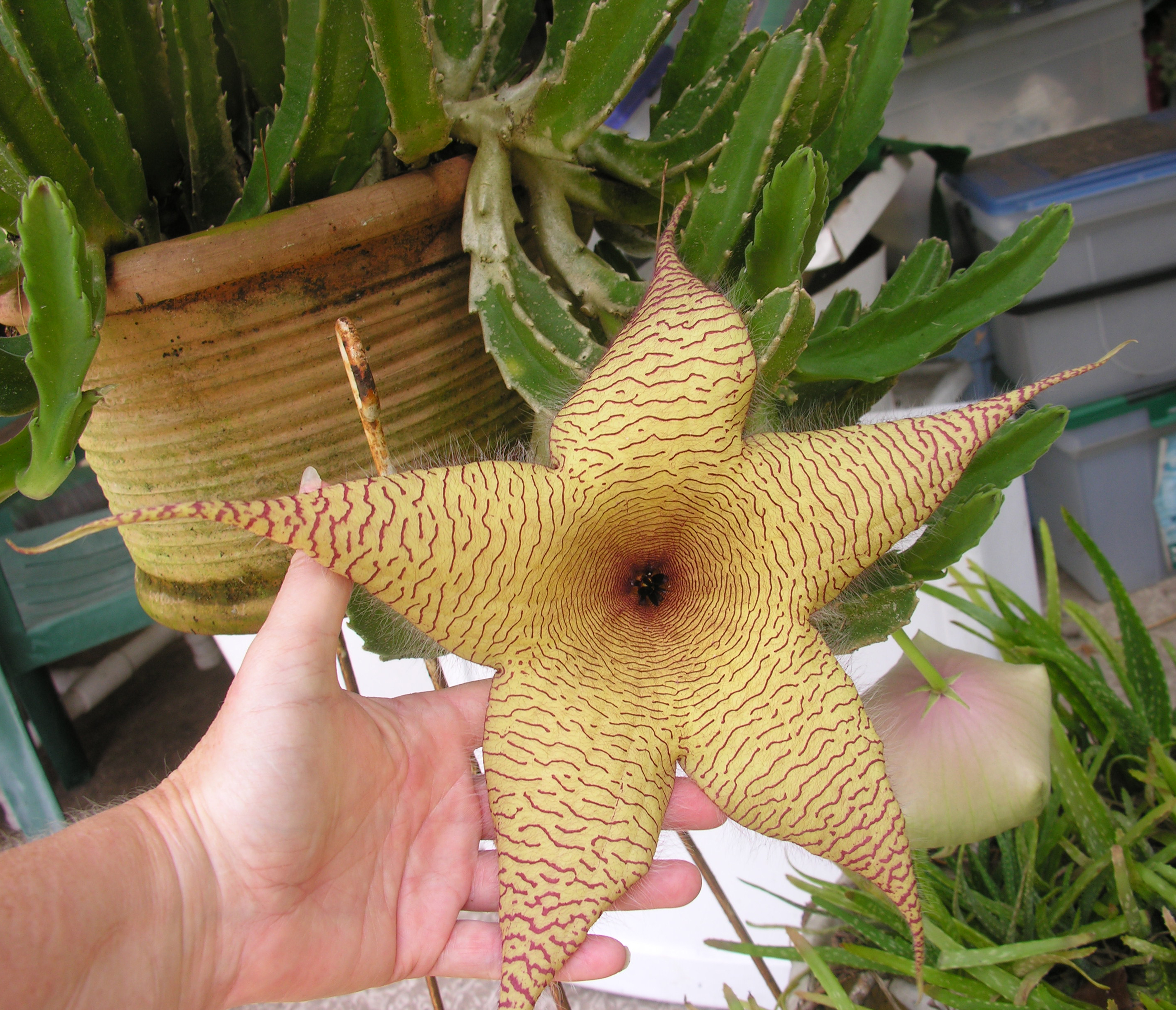 Цветок который воняет. Stapelia gigantea. Стапелия гигантея. Стапелия гигантская. Стапелия (Stapelia).