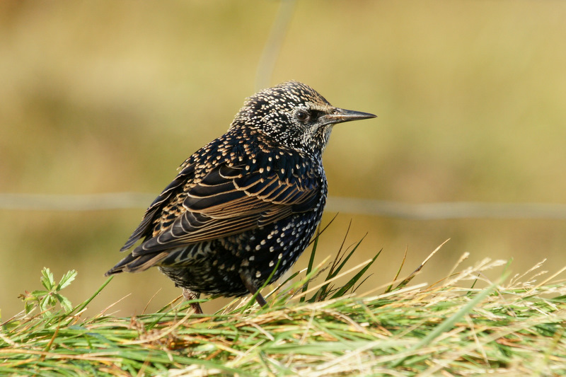 File:Starling (Sturnus vulgaris), Baltasound - geograph.org.uk - 2642790.jpg