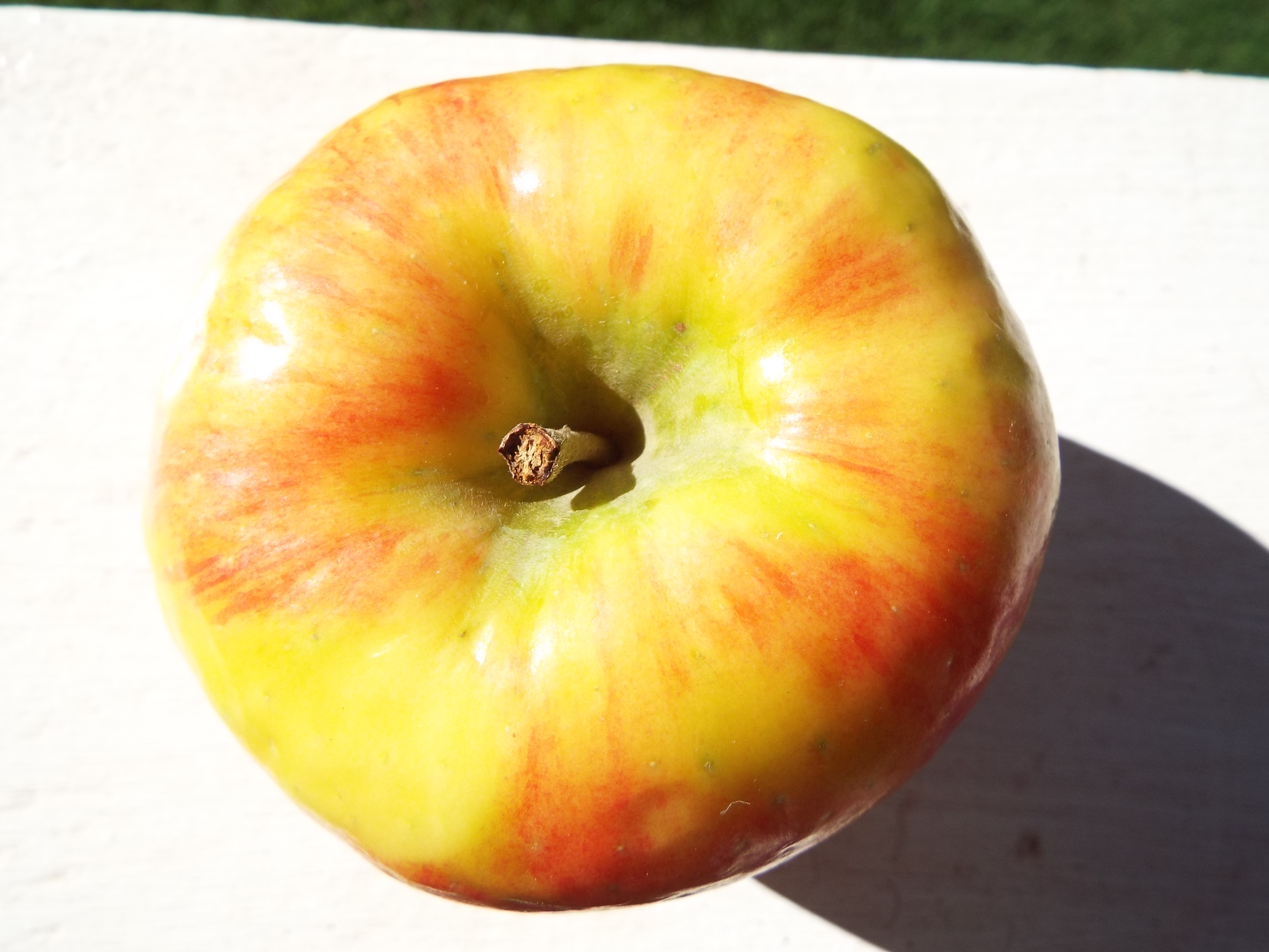 https://upload.wikimedia.org/wikipedia/commons/d/d2/Starr-131224-3052-Malus_pumila-Honeycrisp_top_fruit_from_Foodland-Hawea_Pl_Olinda-Maui_%2825229216595%29.jpg