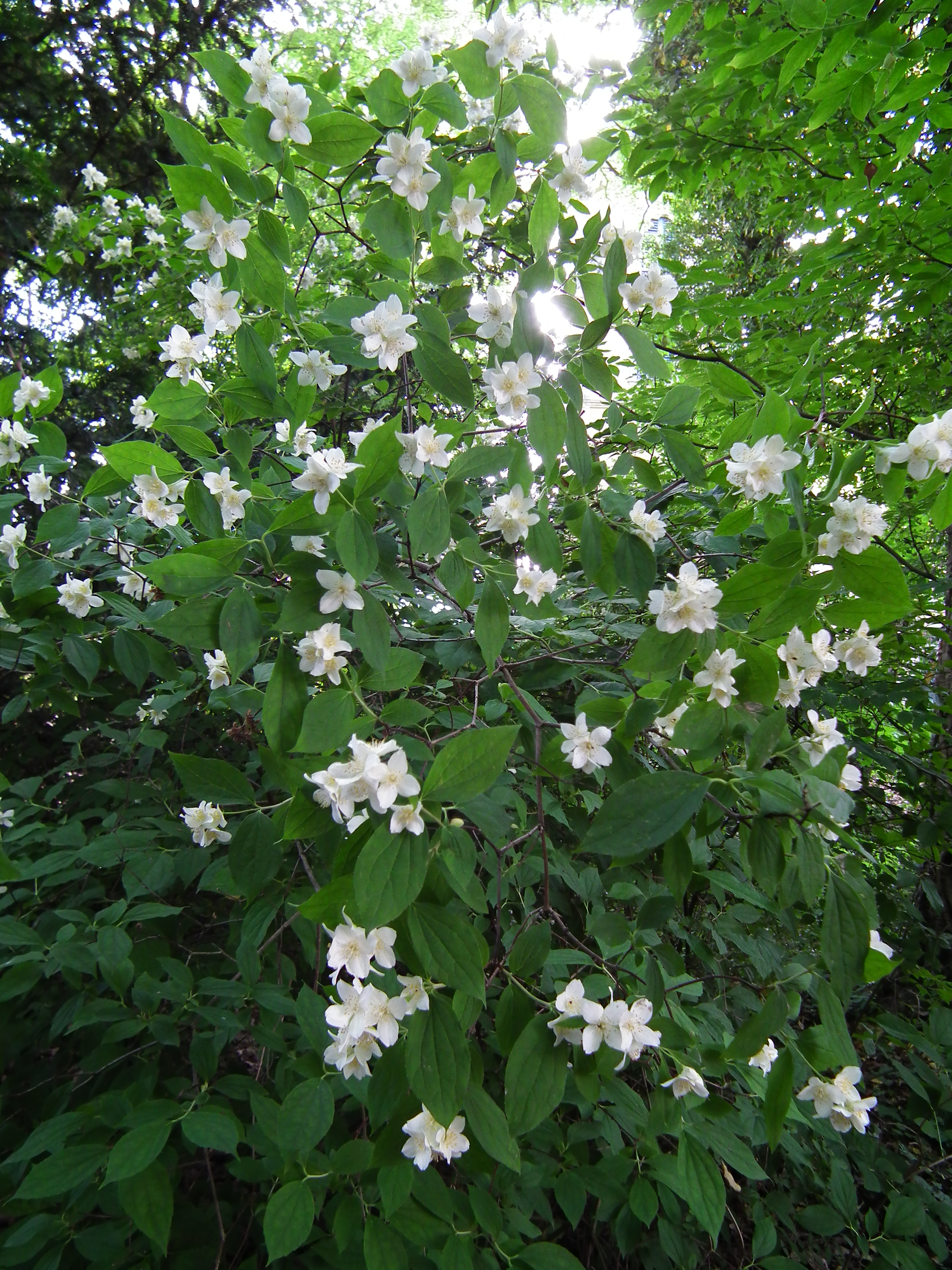 File Strauch Mit Weissen Bluten Hessen Juni 2012 Jpg Wikimedia