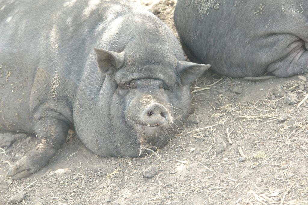 Свиньи датской. Датские протестные свиньи. Хузумская свинья. Хузумская протестная свинья. Ланкаширские свиньи.