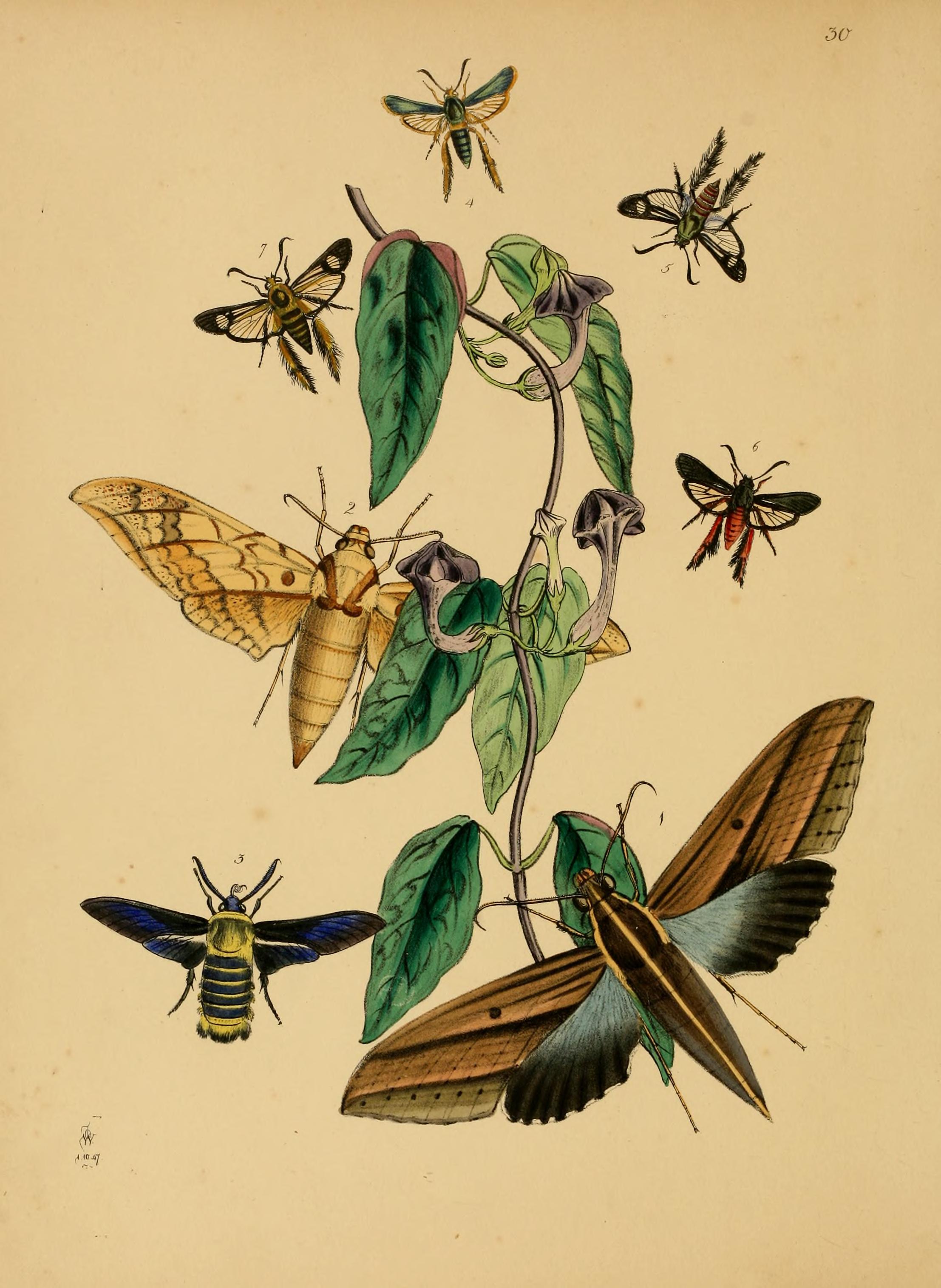 File:The cabinet of oriental entomology - being a selection of some of the rarer and more beautiful species of insects, natives of India and the adjacent islands, the greater portion of which