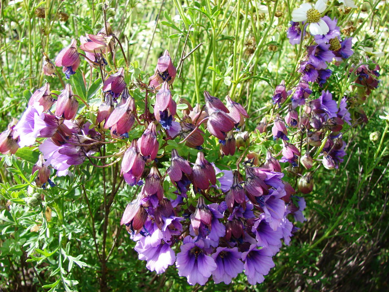 File:Tropaeolum hookerianum ssp. atropurpureum by Pato Novoa - 001.jpg