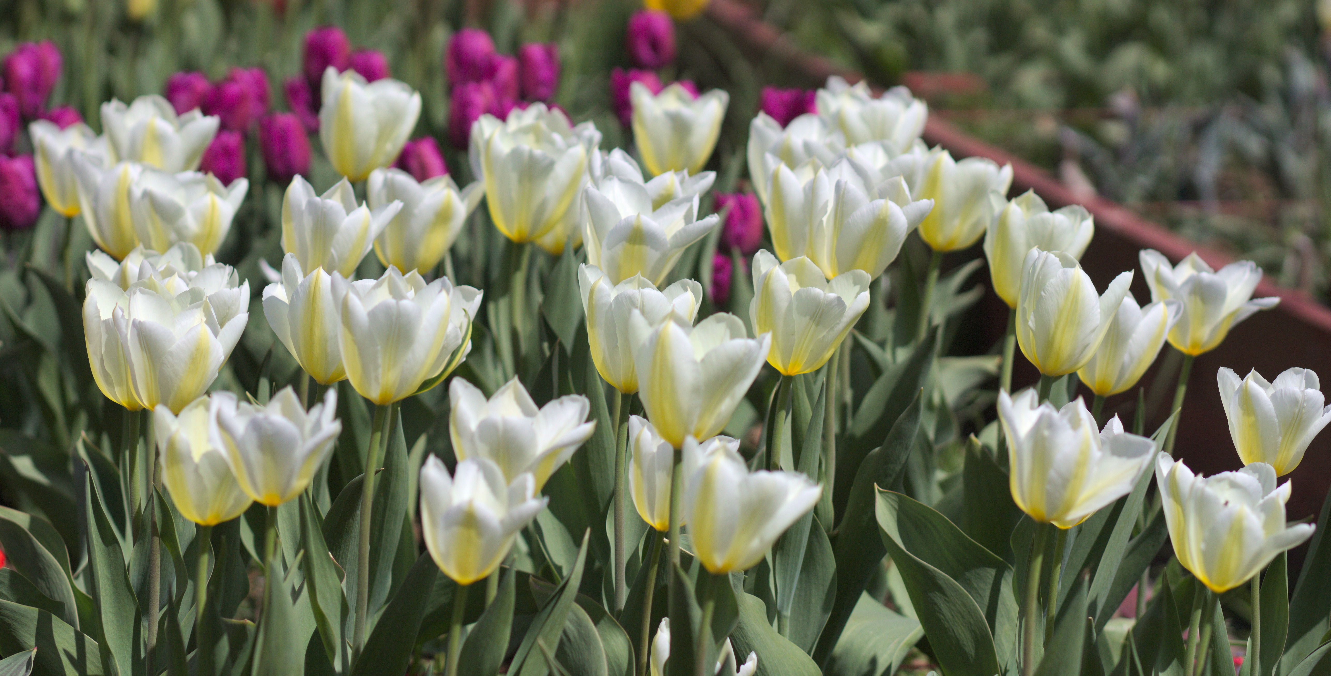 Tulipa Yellow Purissima