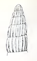 <i>Turbonilla gibbosa</i> species of mollusc