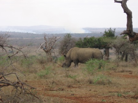 File:Umfolozi Rhino.jpg