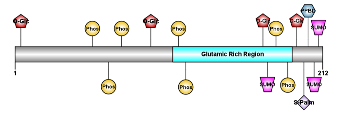 Schematic illustration of C13orf46 Isoform 1 annotated with relevant predicted post translational modifications. Red pentagons represent predicted relevant O-glycosylation sites, yellow spheres represent significant phosphorylation sites, and pink trapezoids represent predicted sumoylation sites. The predicted significant site of palmitoylation is represented by a purple diamond, while the phosphoprotein-binding phosphosite is depicted with a blue hexagon. A glutamic acid rich region within C13orf46 Isoform 1 is shown as a blue domain between amino acids 109 to 191 Wiki Annotated Post Translational Modifications for Isoform 1.png
