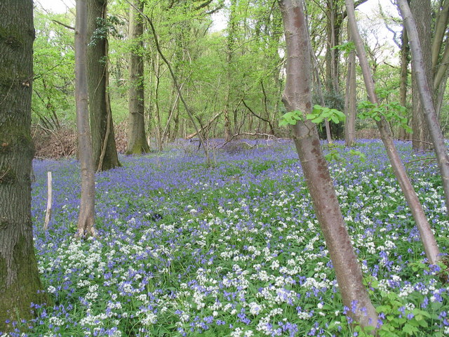 Highbury Wood