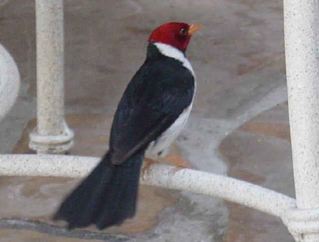 File:YBCardinal2.jpg