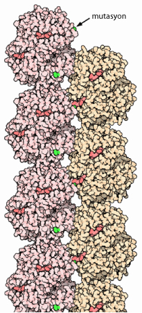 File:041-Hemoglobin-2hbs-fiber Turkish.jpg