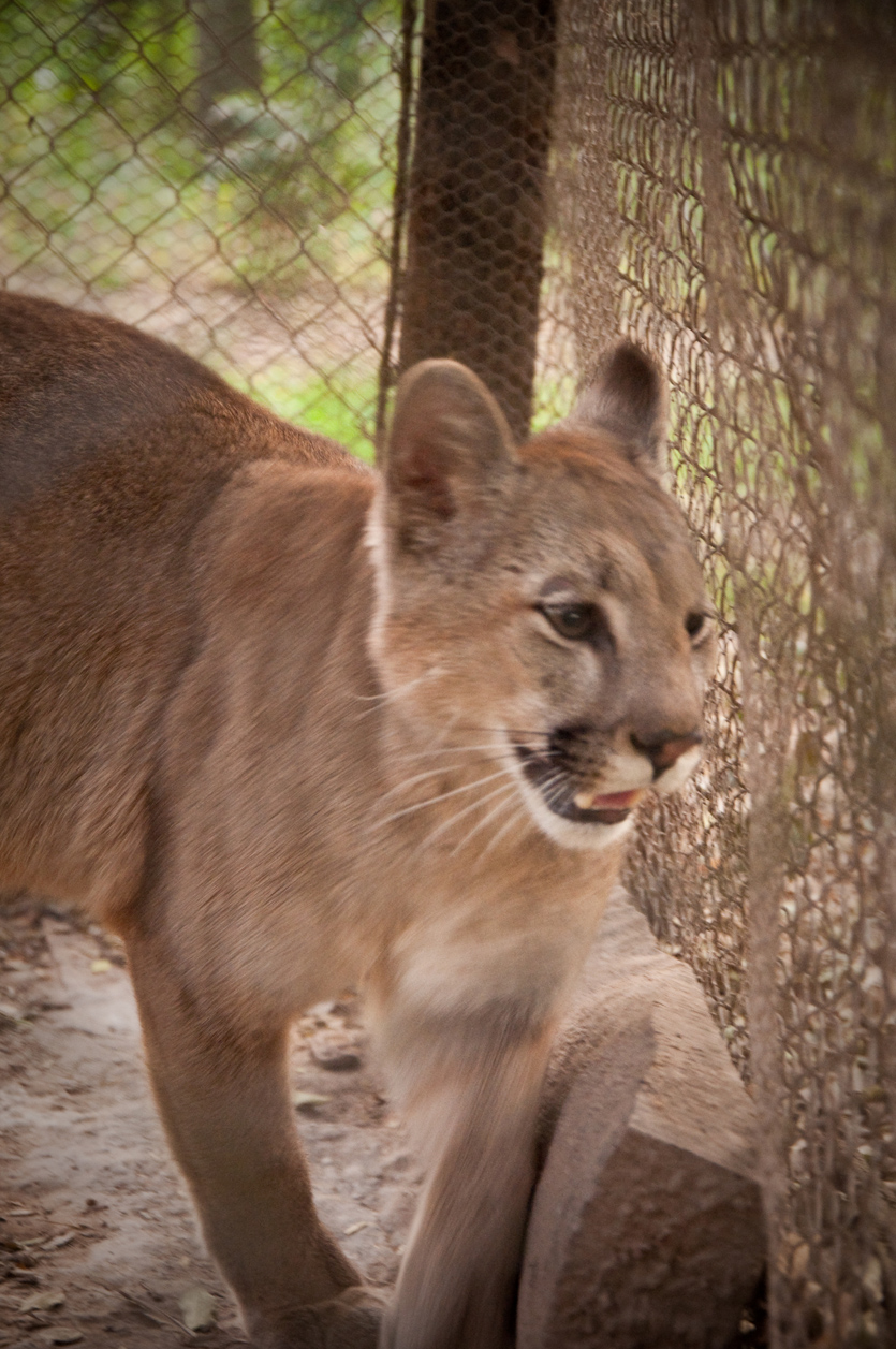 tela Folleto Portavoz Puma concolor anthonyi - Wikispecies