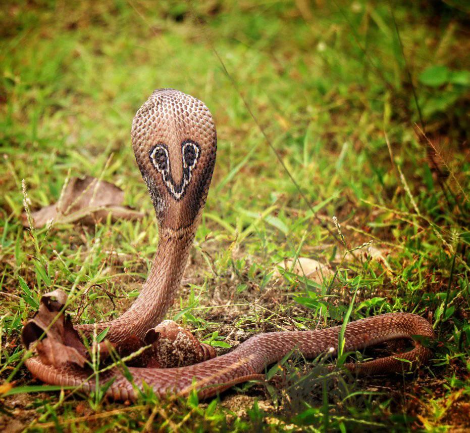 インドコブラ Indian Cobra: 最新の百科事典、ニュース、レビュー、研究