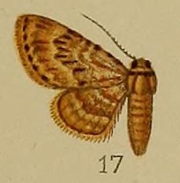 <i>Chloroclystis dentatissima</i> Species of moth