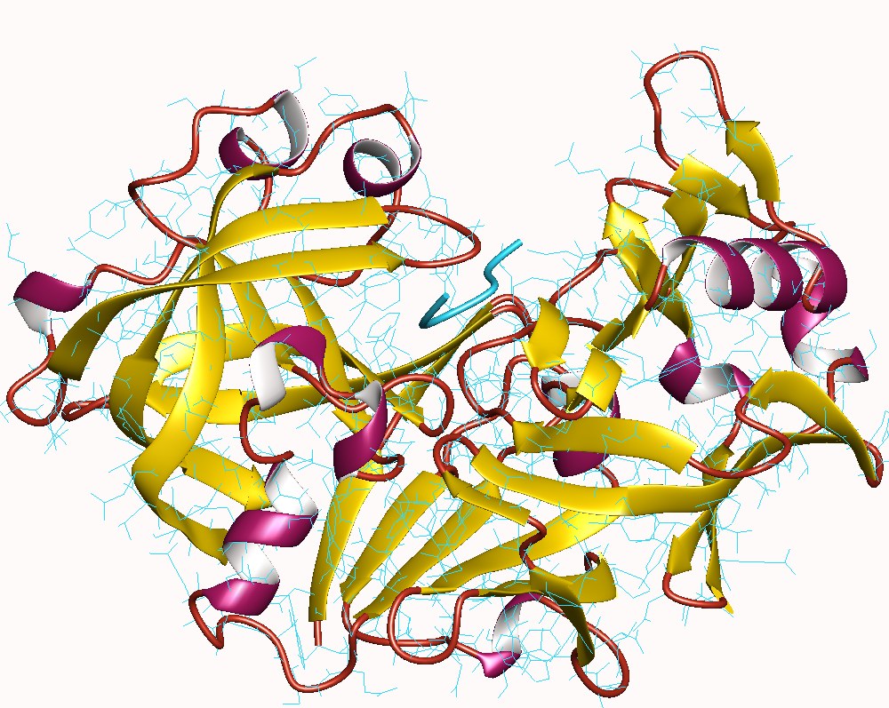 Активный фермент пепсина. Пепсин сериновая протеаза. Молекула пепсина. Ферменты биология пепсин. Пепсин химозин липаза.