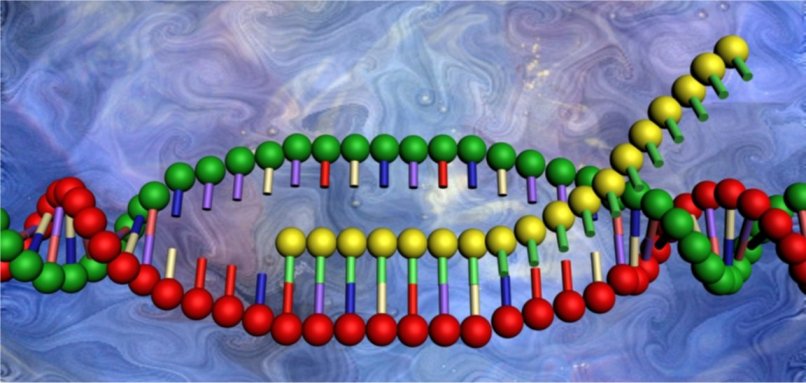 ARNpolymerase.jpg