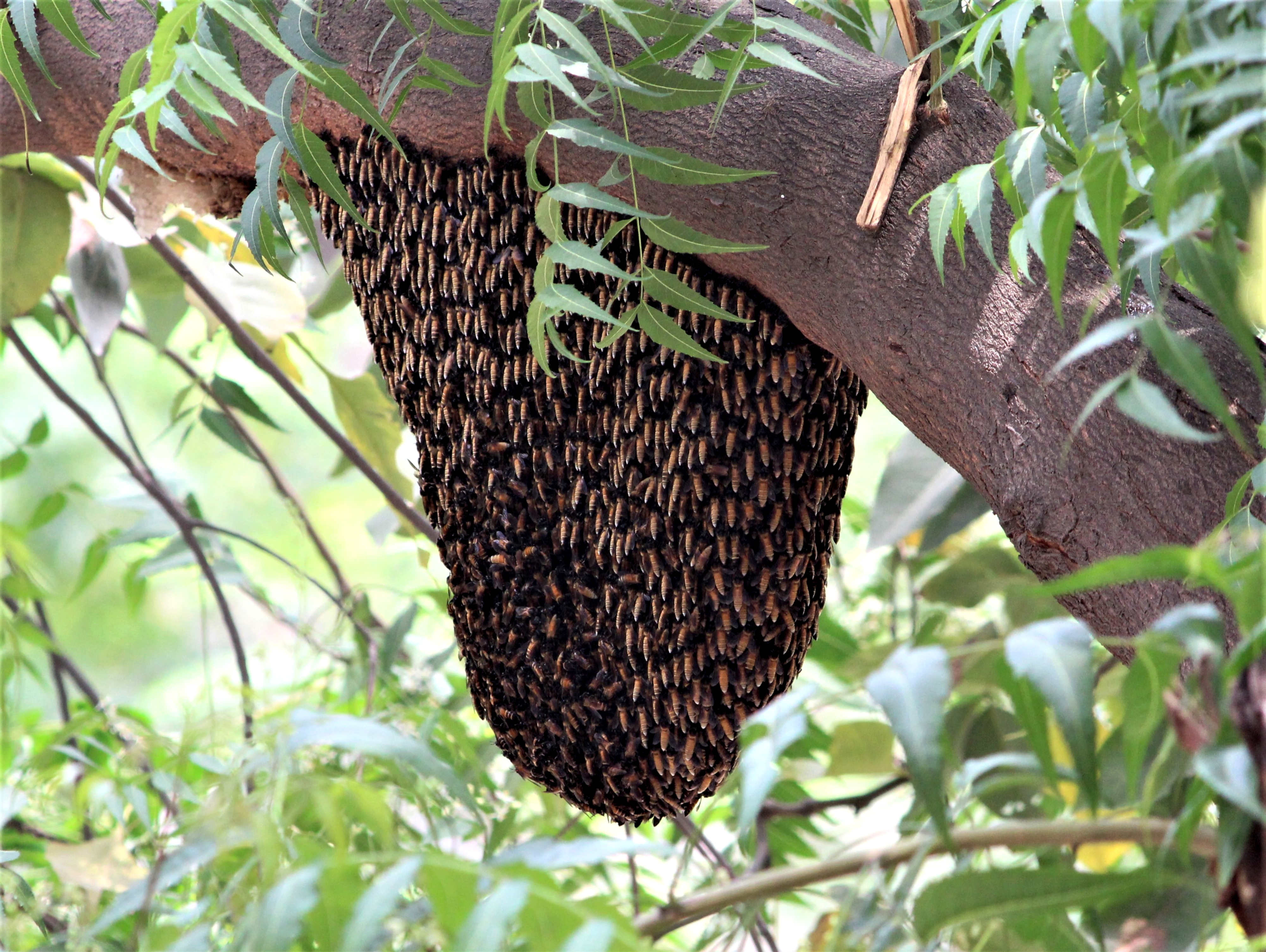 The Mechanics of Pellet-Carrying Honey Bees