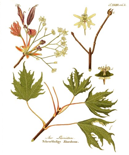 Ботанический рисунок Johan Carl Krauss[en] из книги «Afbeeldingen der fraaiste, meest uitheemsche boomen en heesters».