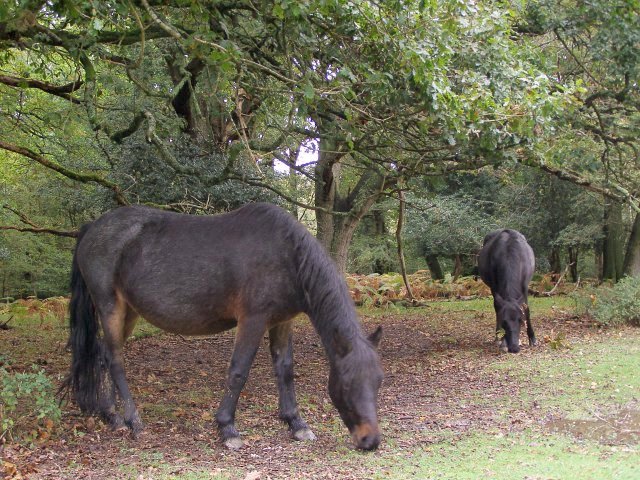 Acorn-eating ponies in Hollands Wood, New Forest - geograph.org.uk - 265907