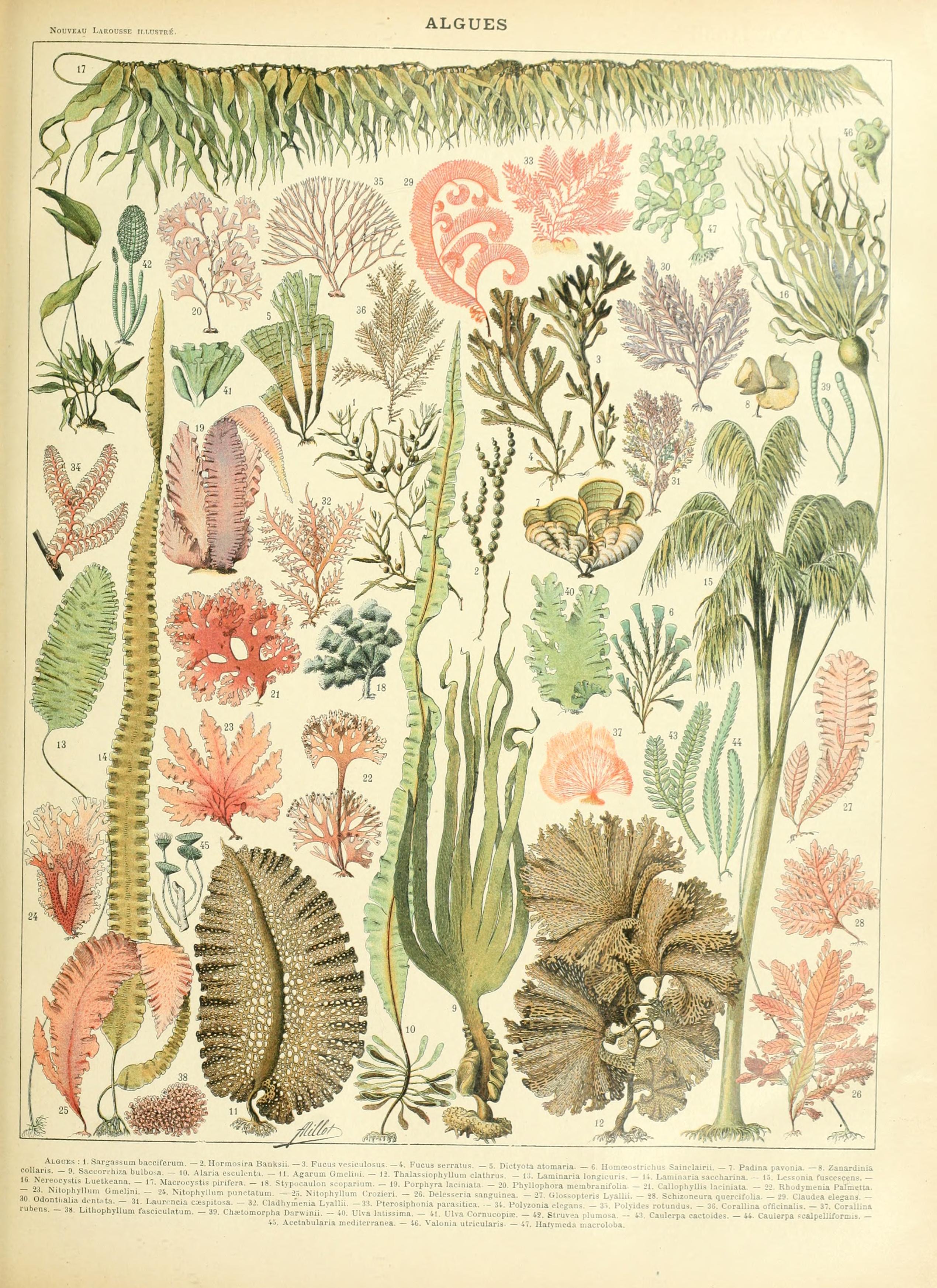 De las láminas botánicas a las láminas modernas – creciendo entre