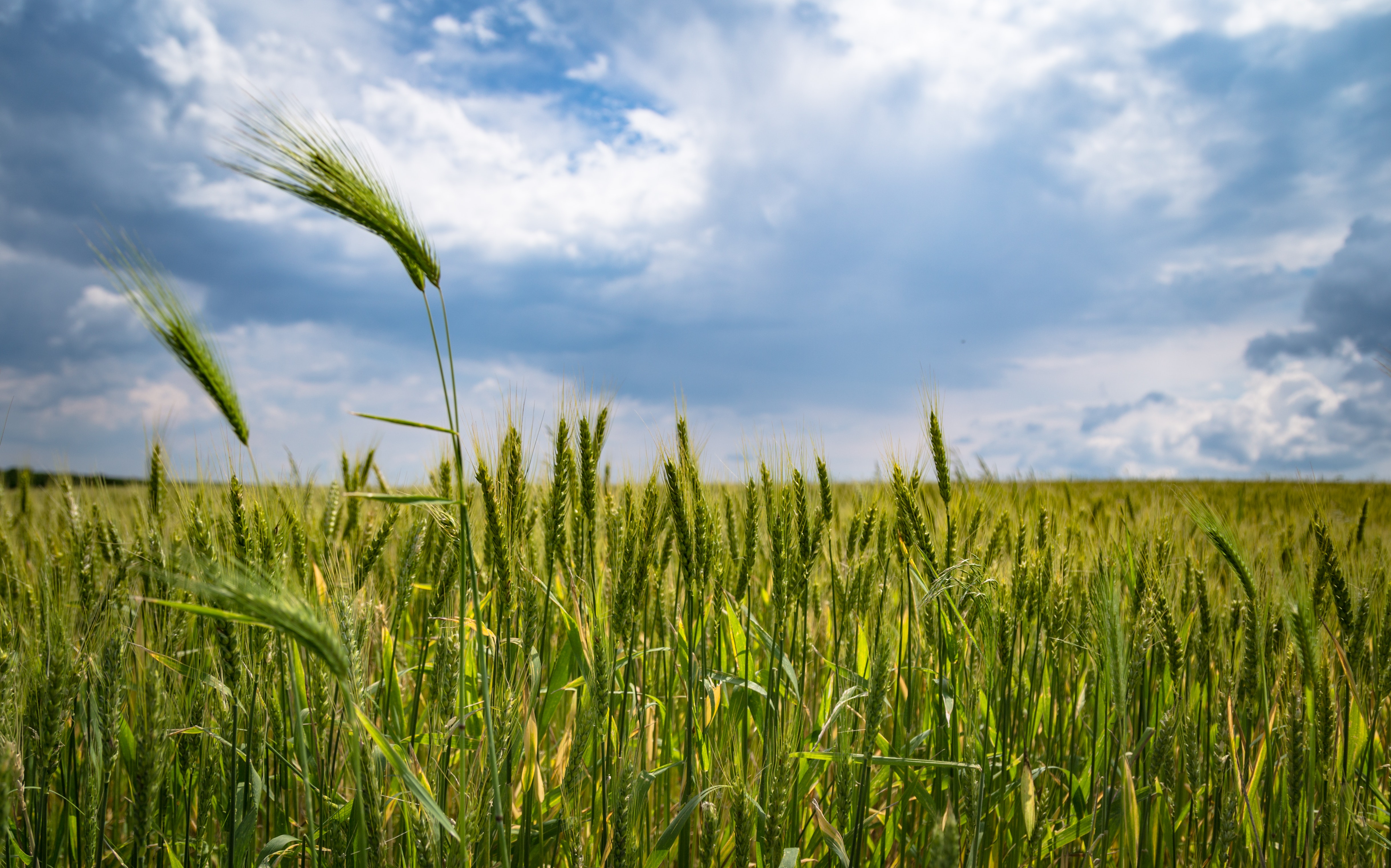 Rye field. Пшеница сидерат. Федот урожайник. Рожь колосится. Поле рожь.