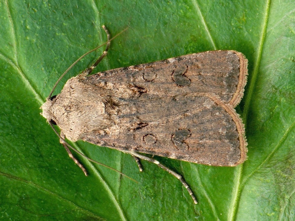 Озимая совка гусеница. Озимая совка (Agrotis segetum),. Бабочка озимая совка. Бабочка совка Agrotis segetum. Agrotis segetum гусеница.