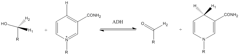 Mechanism of alcohol dehydrogenase. The rate limiting step is the proton transfer