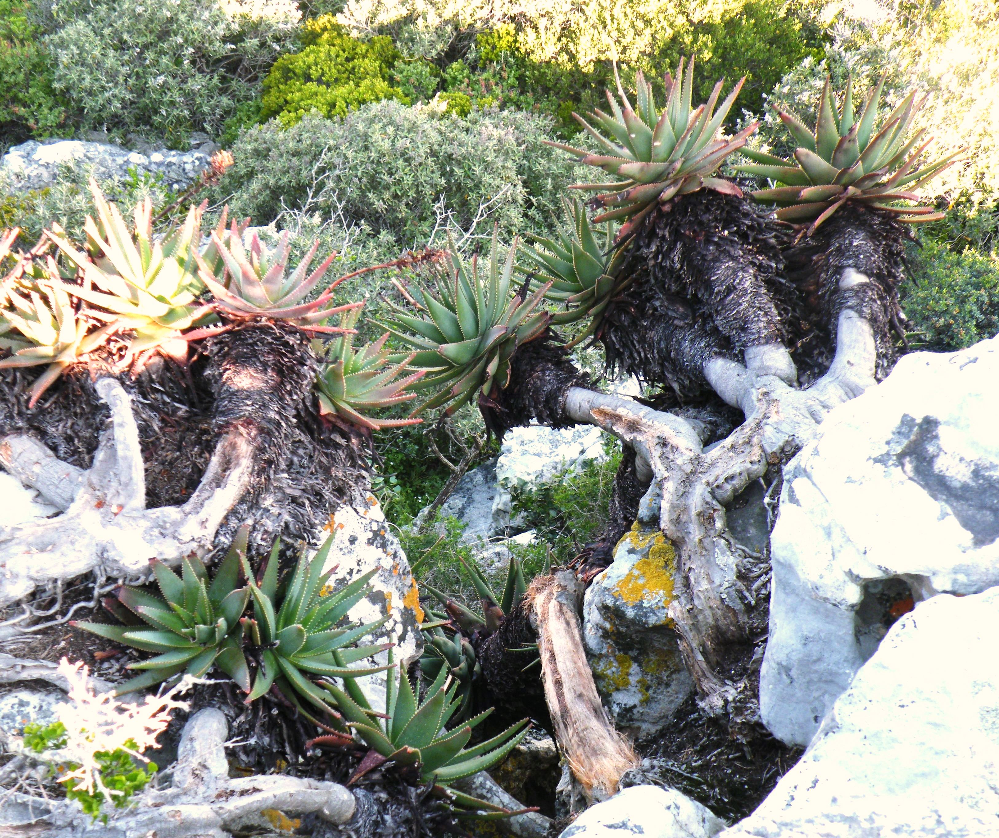 Aloe succotrina. Grown down