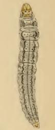 Larva Altenia scriptella larva.JPG