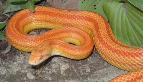 File:Amelanistic Stripe Corn Snake.jpg