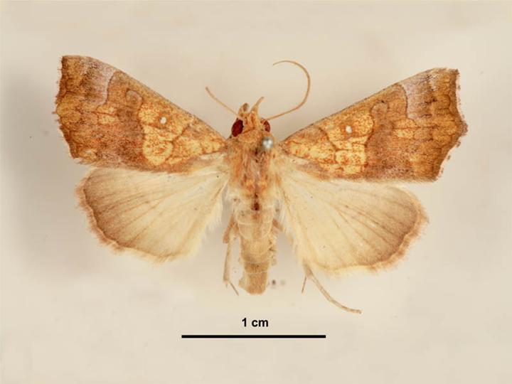 File:Anomis flava male dorsal.jpg