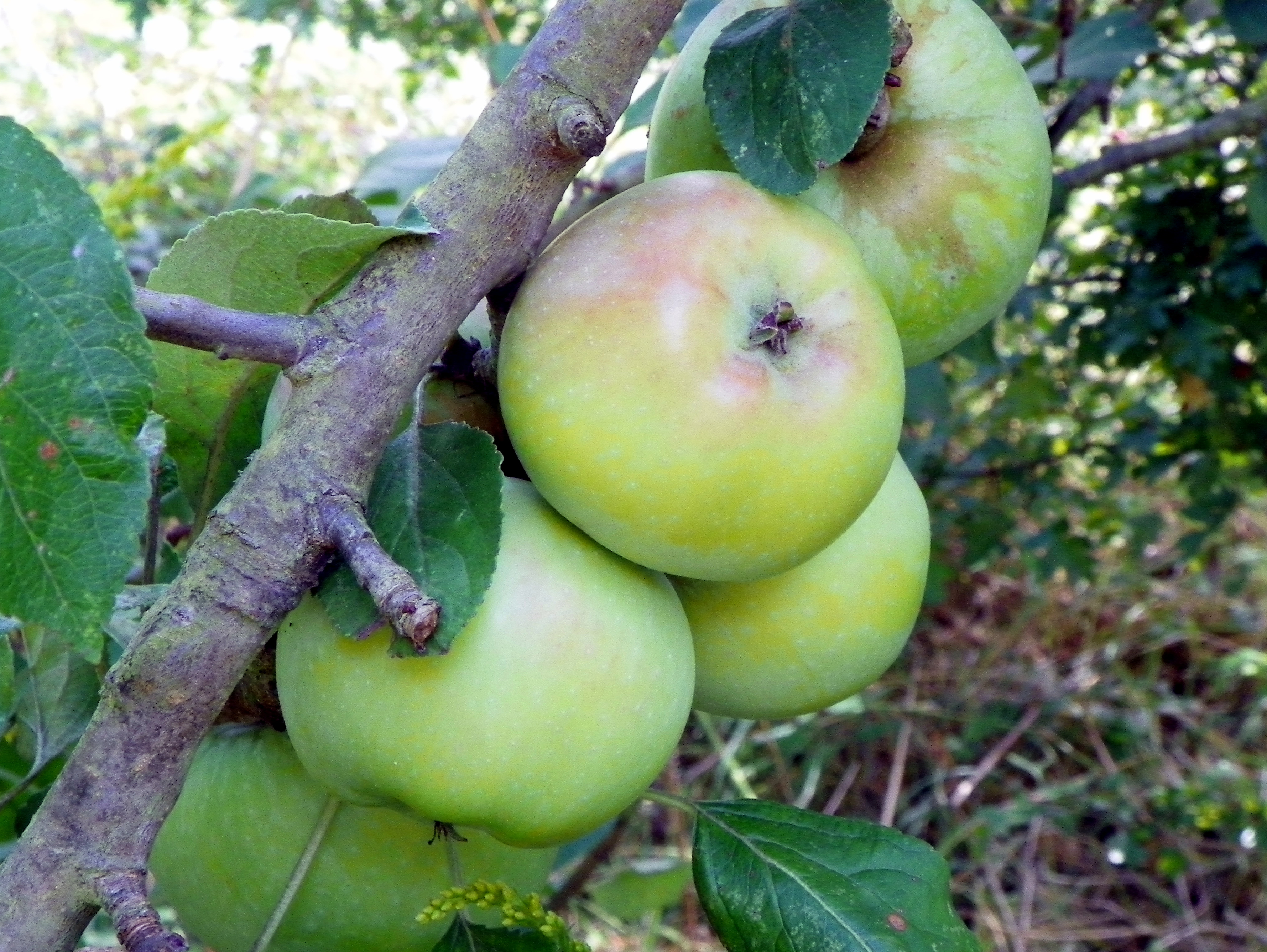 Яблоня Горно Алтайское Malus domestica