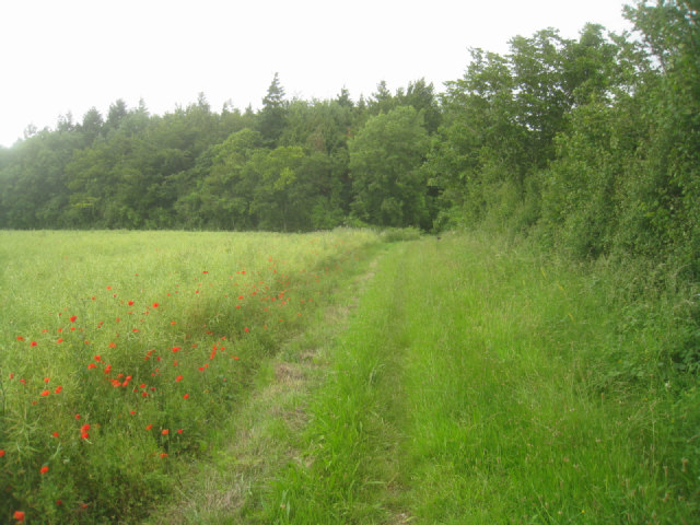 File:Approach to Round Wood - geograph.org.uk - 3079702.jpg