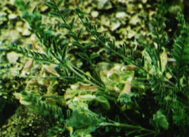 <i>Astragalus johannis-howellii</i> Species of legume