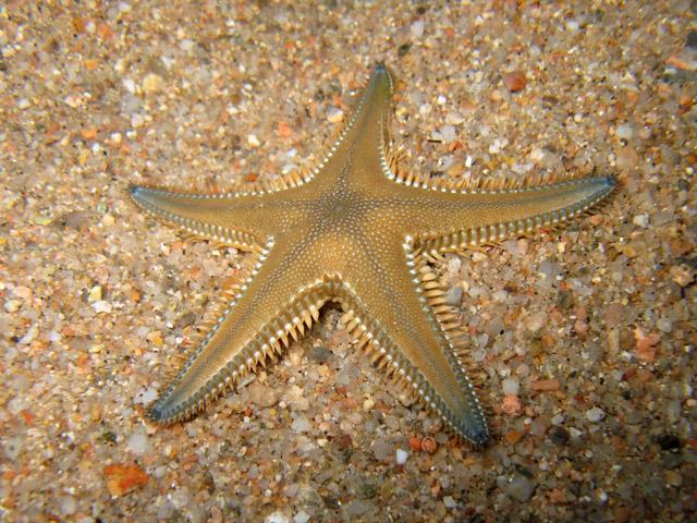 File:Astropecten platyacanthus Sardegna09 i cm09 5500.jpg