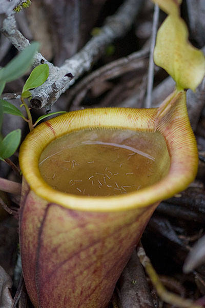 A lower pitcher of N. attenboroughii supporting a large population of mosquito larvae. The upright lid of this species exposes its pitchers to the elements such that they are often completely filled with fluid.[34]