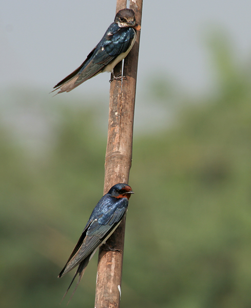 File:Barn Swallow (Hirundo rustica) in AP W IMG 3859.jpg