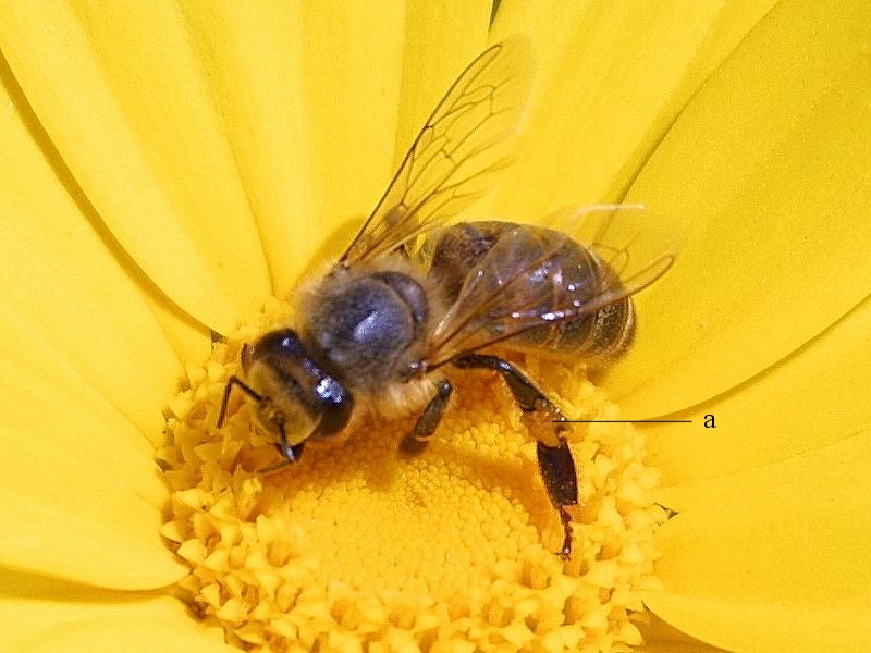 File:Bee PD foto explained1.jpg