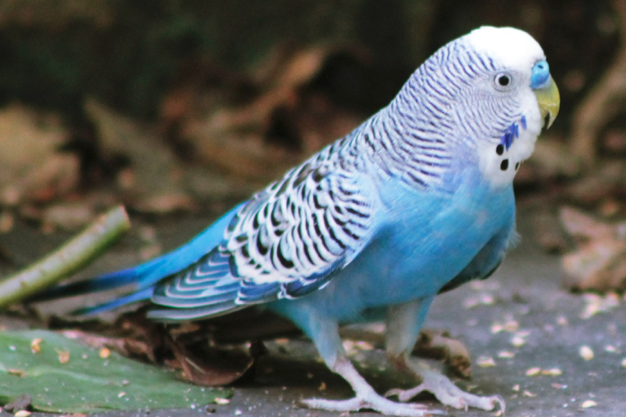 File:Blue parakeet.jpg - Wikimedia Commons