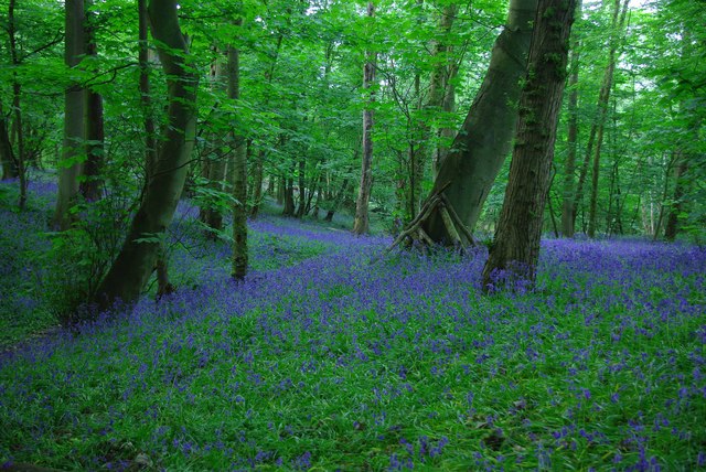 Bluebells in Heather Hills - geograph.org.uk - 1282810