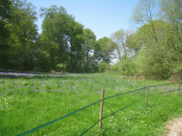 File:Bluebells in Walker's Copse - geograph.org.uk - 2958625.jpg