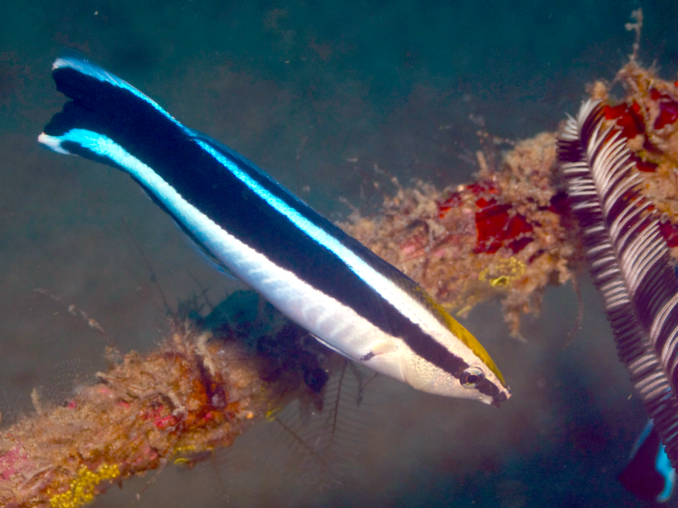 Bluestreak Cleaner Wrasse