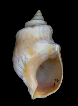 <i>Buccinanops cochlidium</i> Species of gastropod