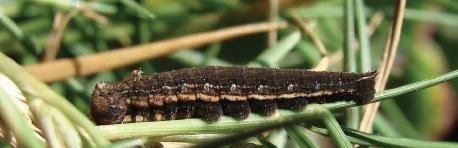 File:Calisto herophile Fifth instar, dark morph.JPG