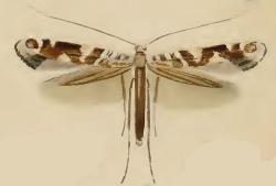 Caloptilia syringella ill.JPG