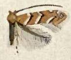 <i>Cameraria lentella</i> Species of moth
