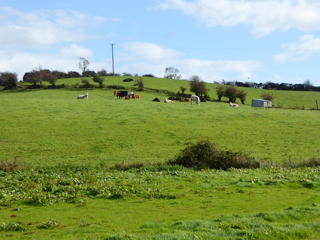 File:Cattle at Muff - geograph.org.uk - 5572995.jpg