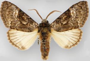<i>Charadra moneta</i> Species of moth