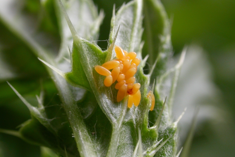 File:Coccinella septempunctata ova.jpg