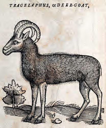 Hircocervus - Wikipedia